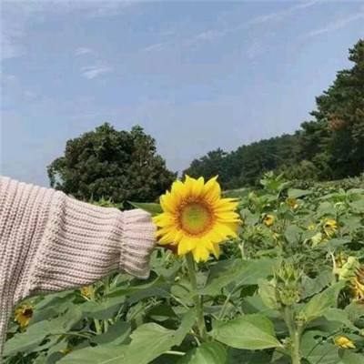九天仙路官方版